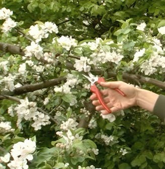 Slipp frukt vartannat år Slipp frukt vartannat år